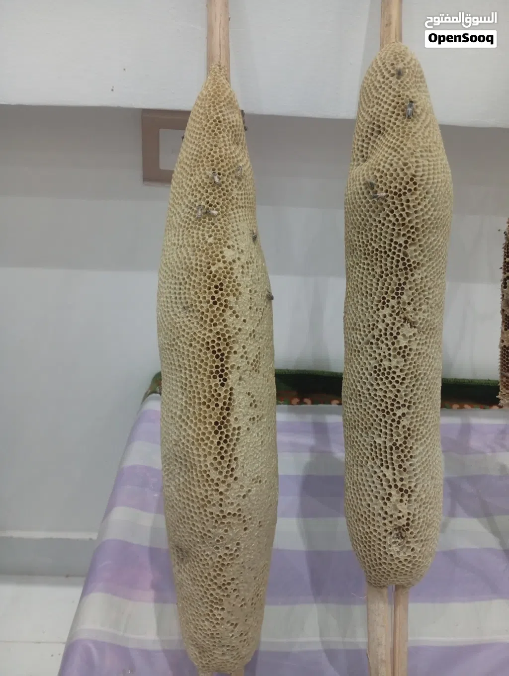 عسل أبو طويق ( غاف +برم )