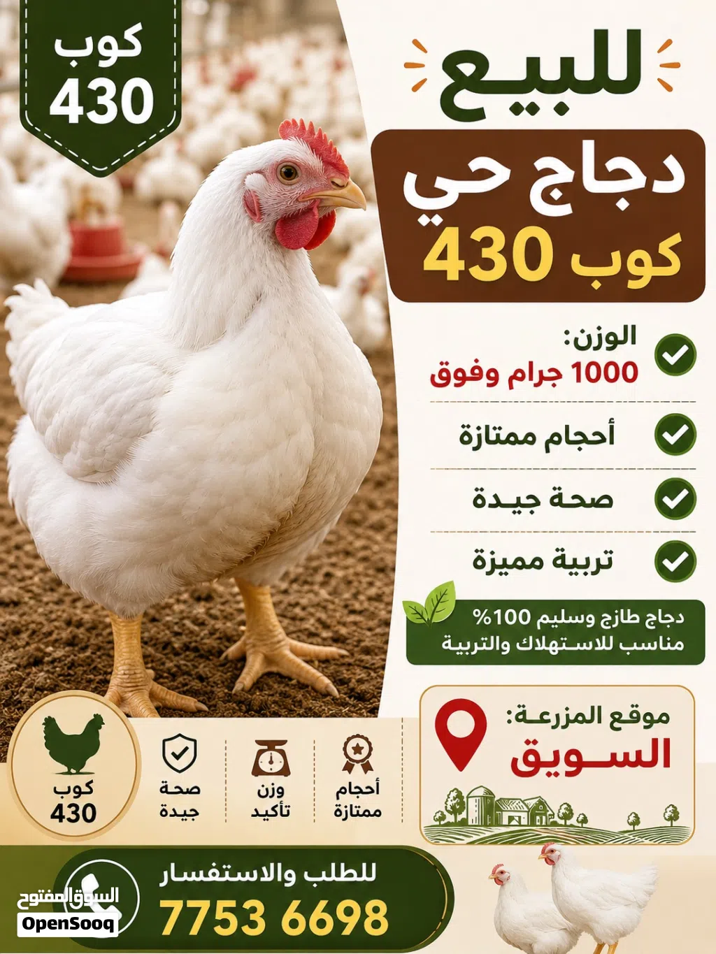 دجاج كوب 430 هندي