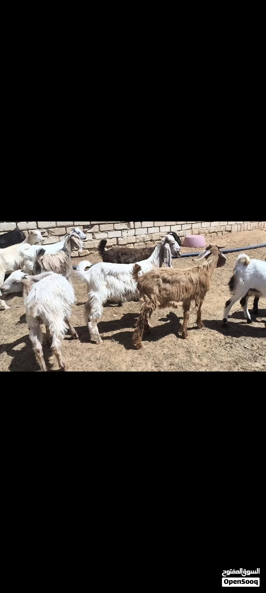 جديان وعنايق فرنسي وهجين حجازي سعر كزيوني
