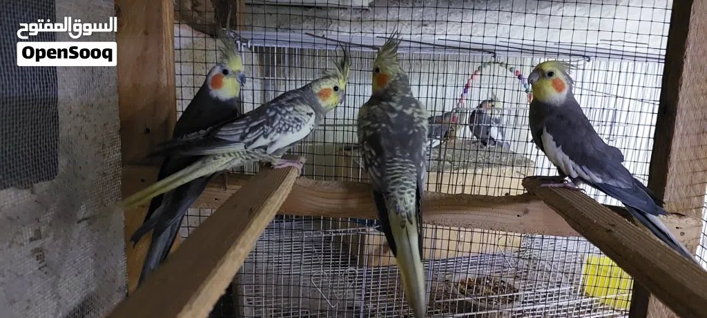 for sale my berd's is cockatiel