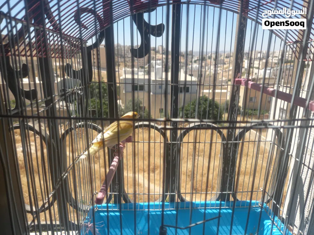 كنار للبيع