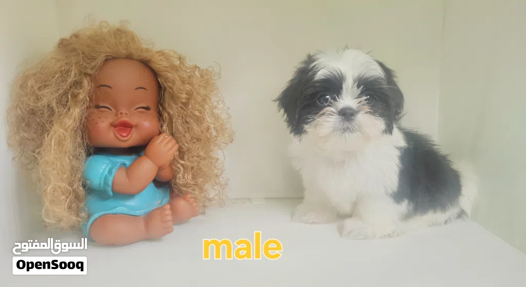 shihtzu peur شيتزو ييور
