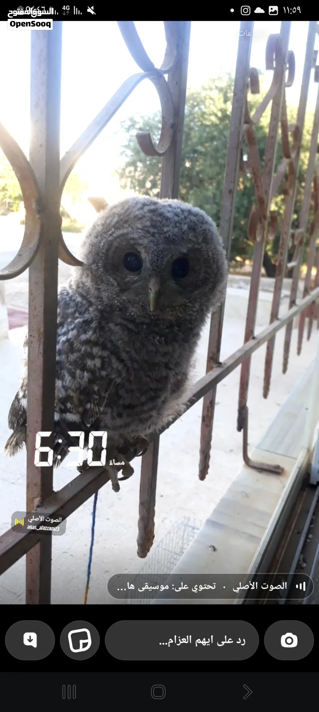 بومه رمادي