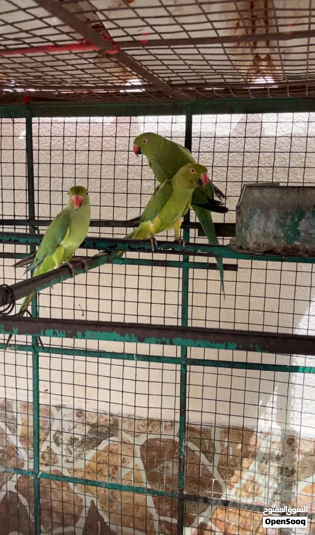 دره إناث للبيع 12