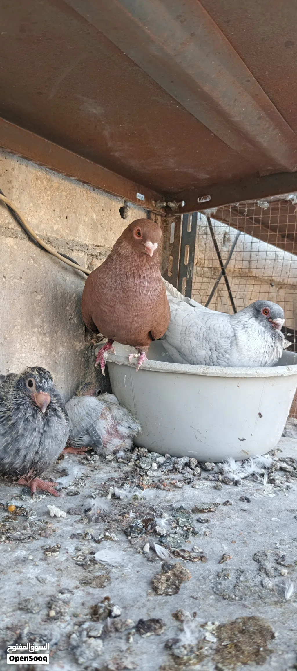 متاح جواز..
