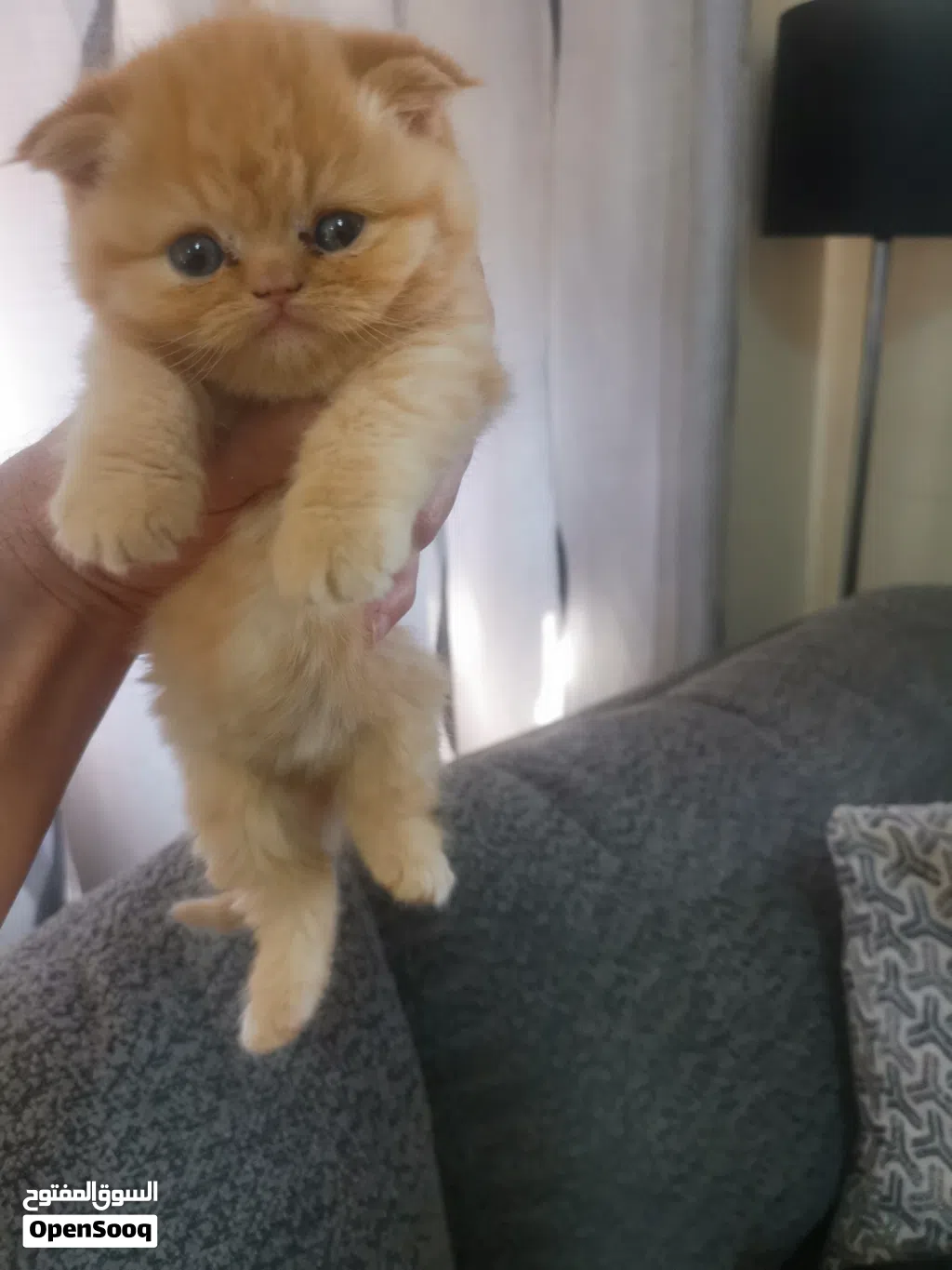 سكوتش دبل فولد، عمر شهرين ،أنثى وذكر