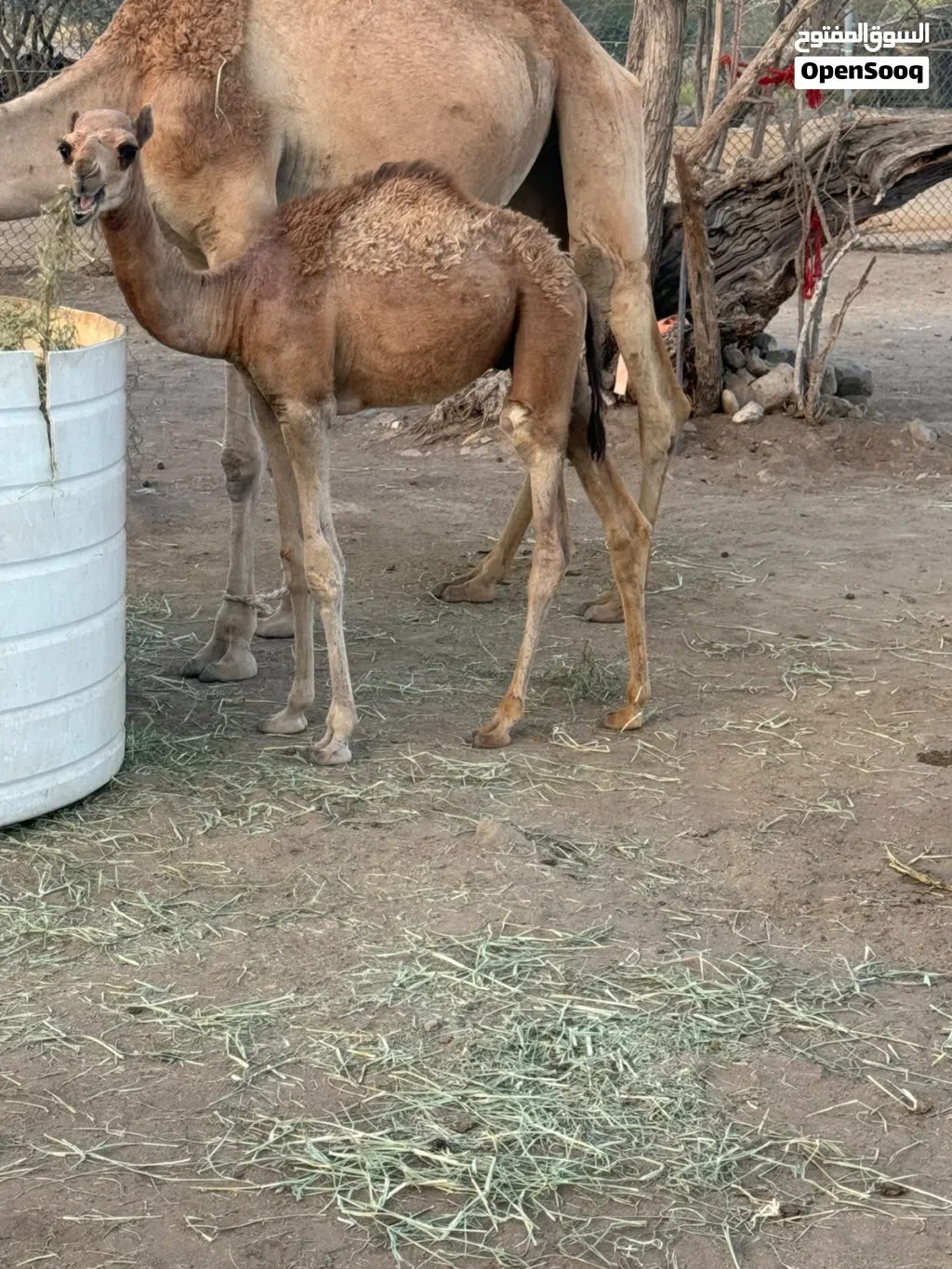 حاشي للبيع