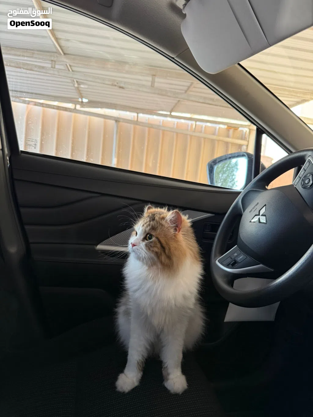 Male shirazi cat for Adoption