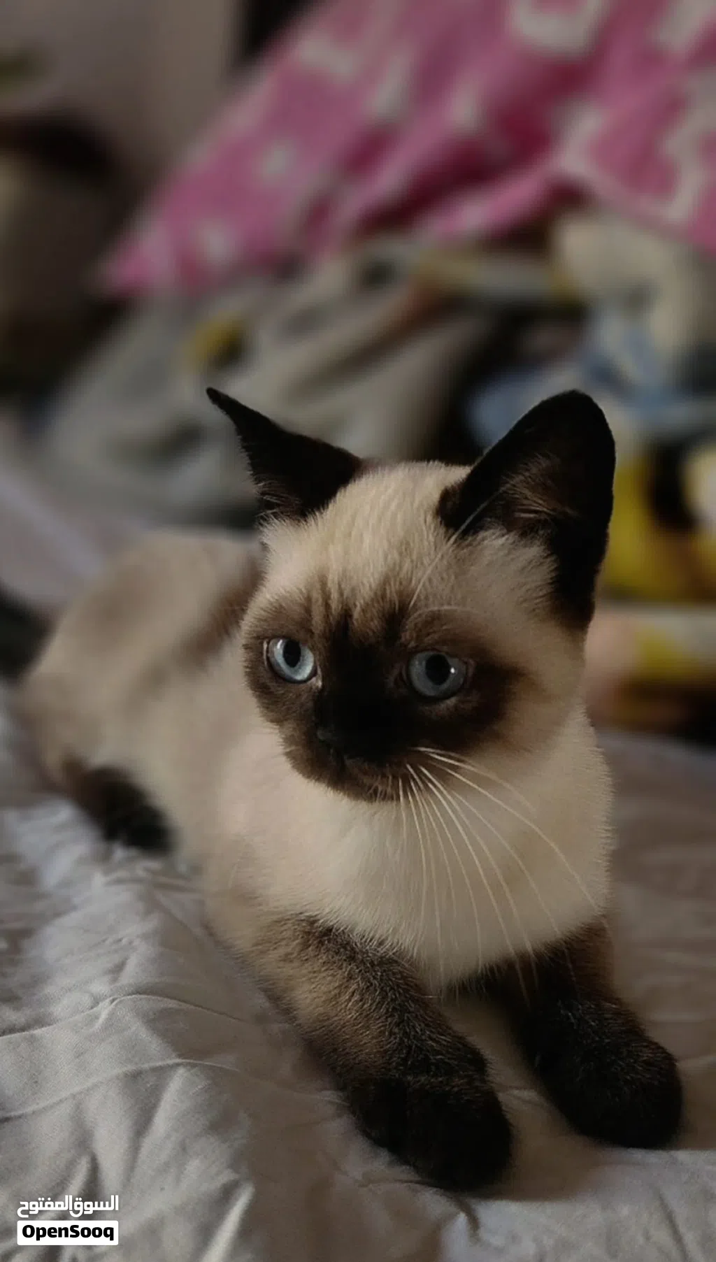 Mixed Himalayan and Siamese Kitten