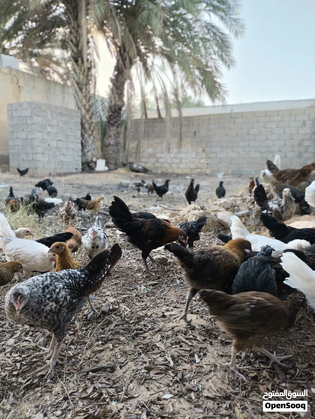 فلاليس للبيع اقرا الوصف