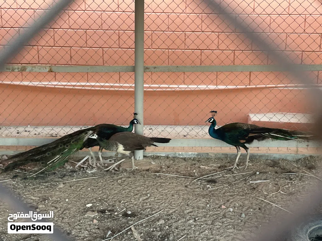 Peacocks for sale