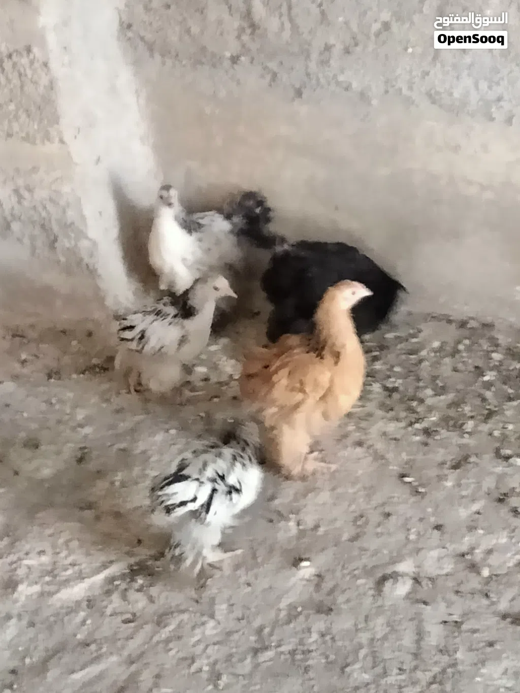 صيصان براهمي عمر من شهرين ل ثلاث اشهر صحه والنضافه ماشاء الله