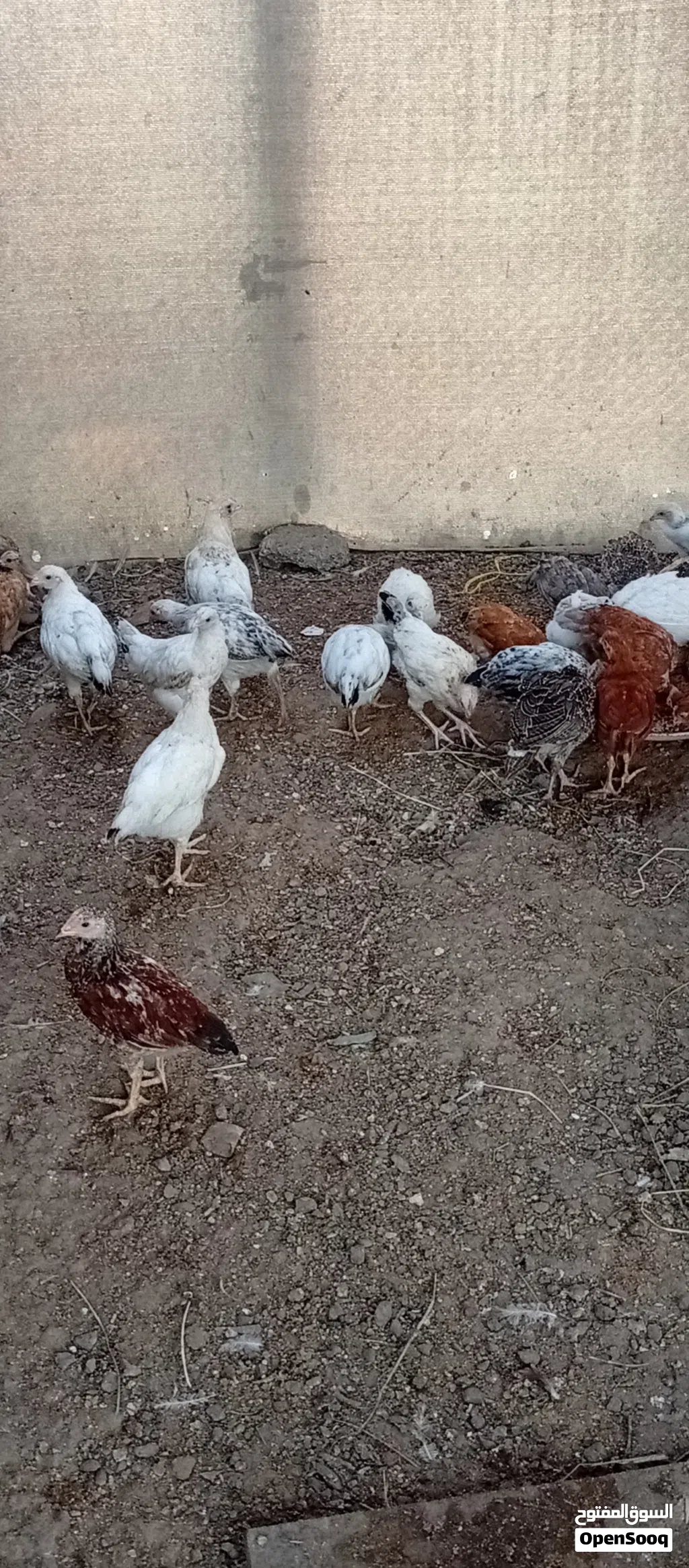 صيصان فرنسي للبيع
