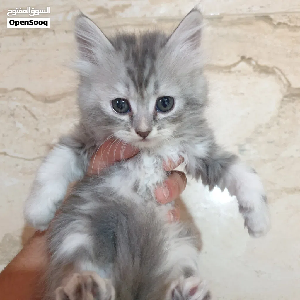 قطط شيرازي