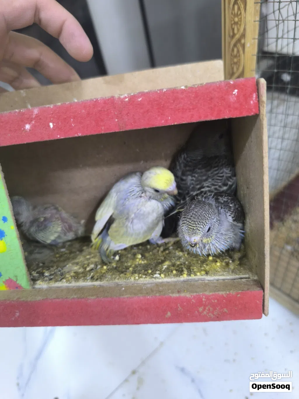 نثية ريمبو مع الافراخ 3