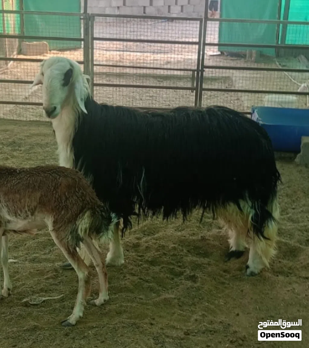 كبش نجدي بيور