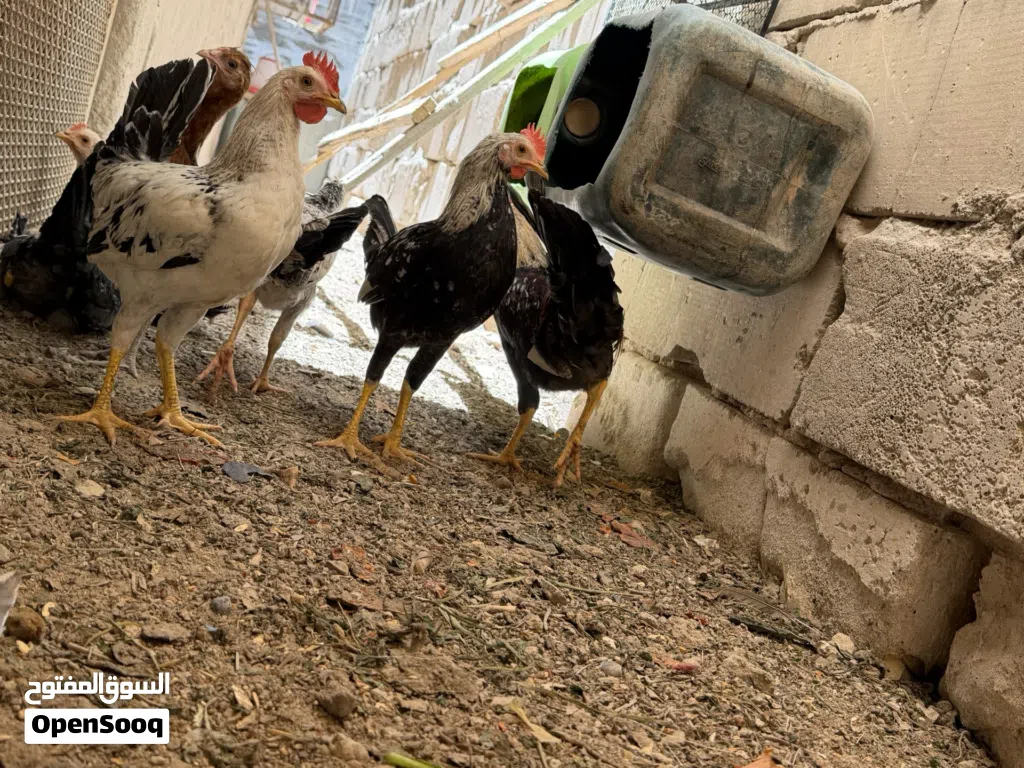 دجاج عرب سعر التك 15