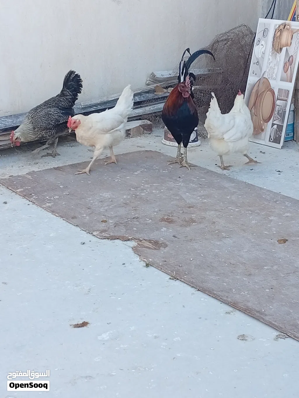 3 دجاجات وديك