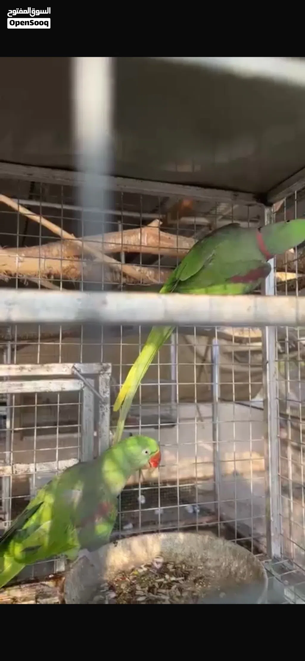 زوج ببغاء نيبالي جاهز للانتاج