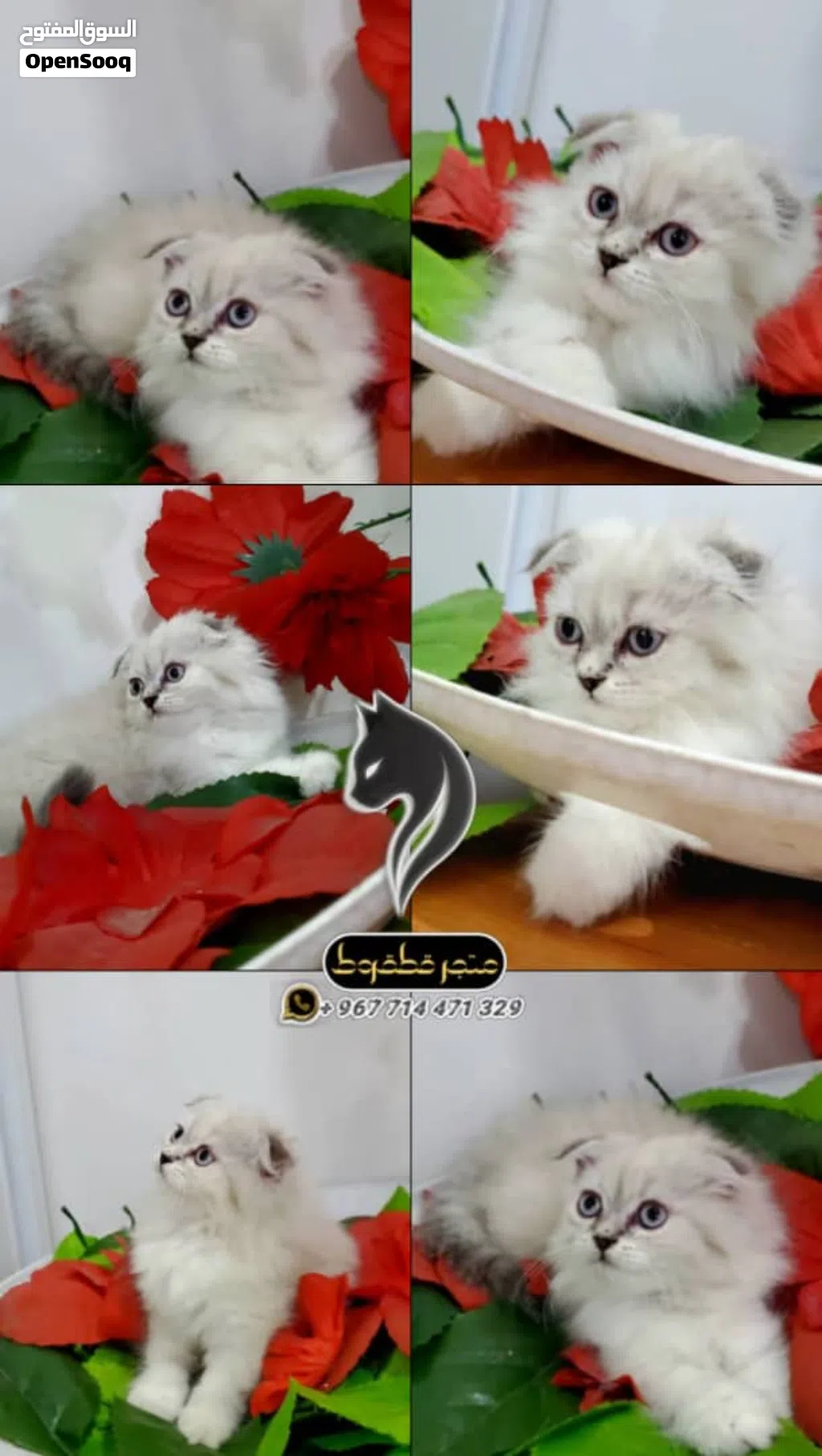 هملايا تشوكليت سكوتش فولد