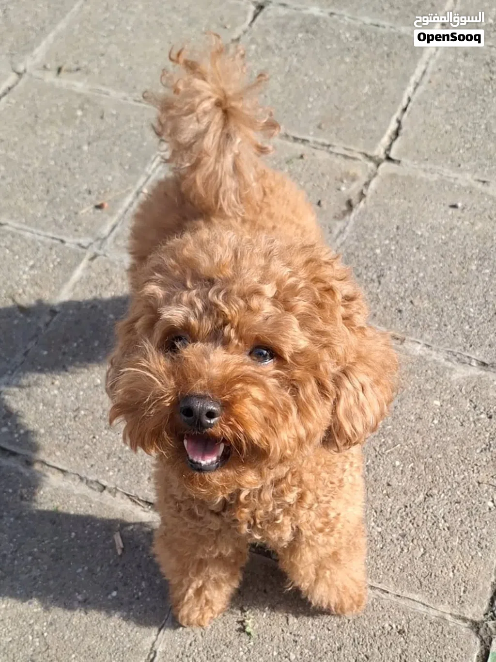 Toy Poodle puppy available for new home now (Male and Female)