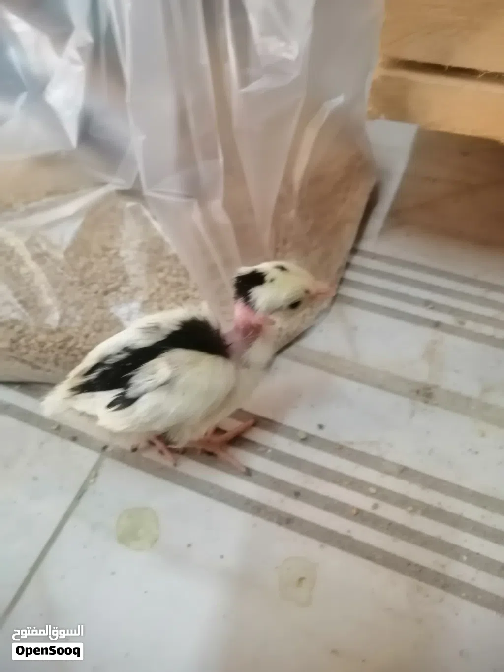 صيصان بوعنيق اقرا وصف