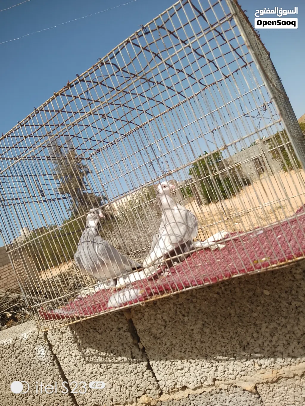 هزاز درجه اولا