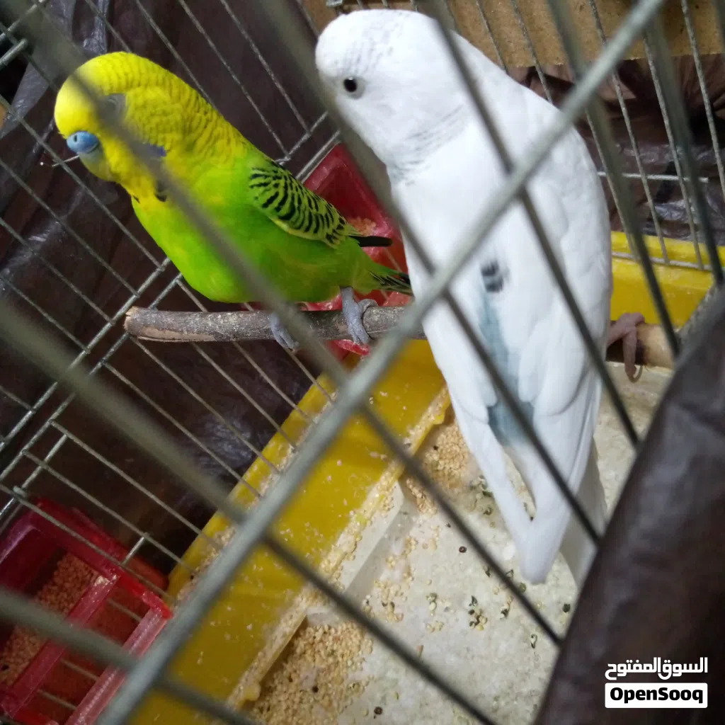 سقارة ارجوس للبيع اوللبدل على اي اشي معها علبة جوس 100 مل عنب توت مبارح شاريها والكويل اليوم شاريه