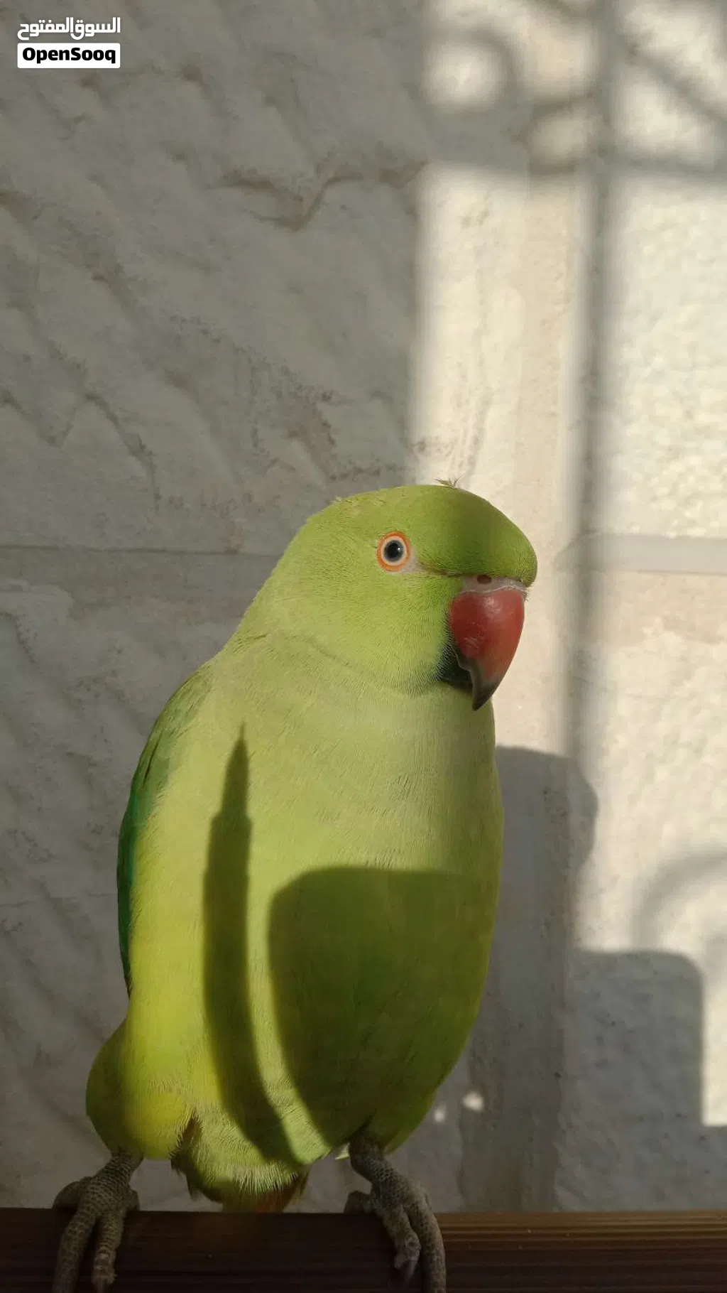 ببغاء الدره
