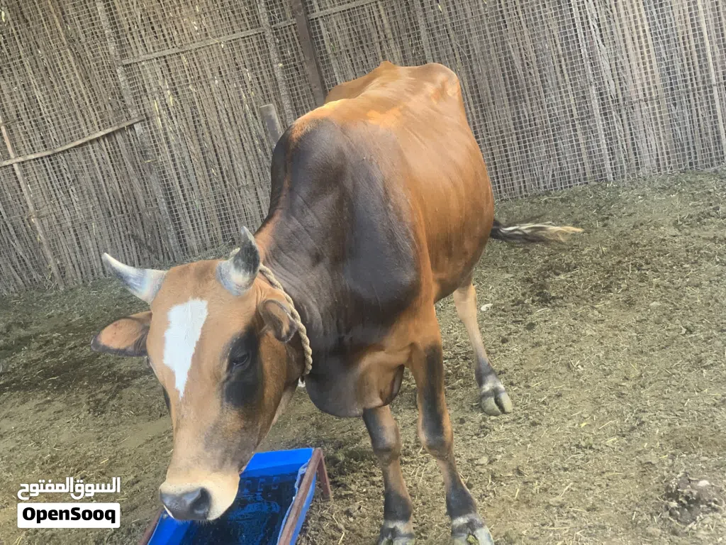 ثور عماني اصل سمين