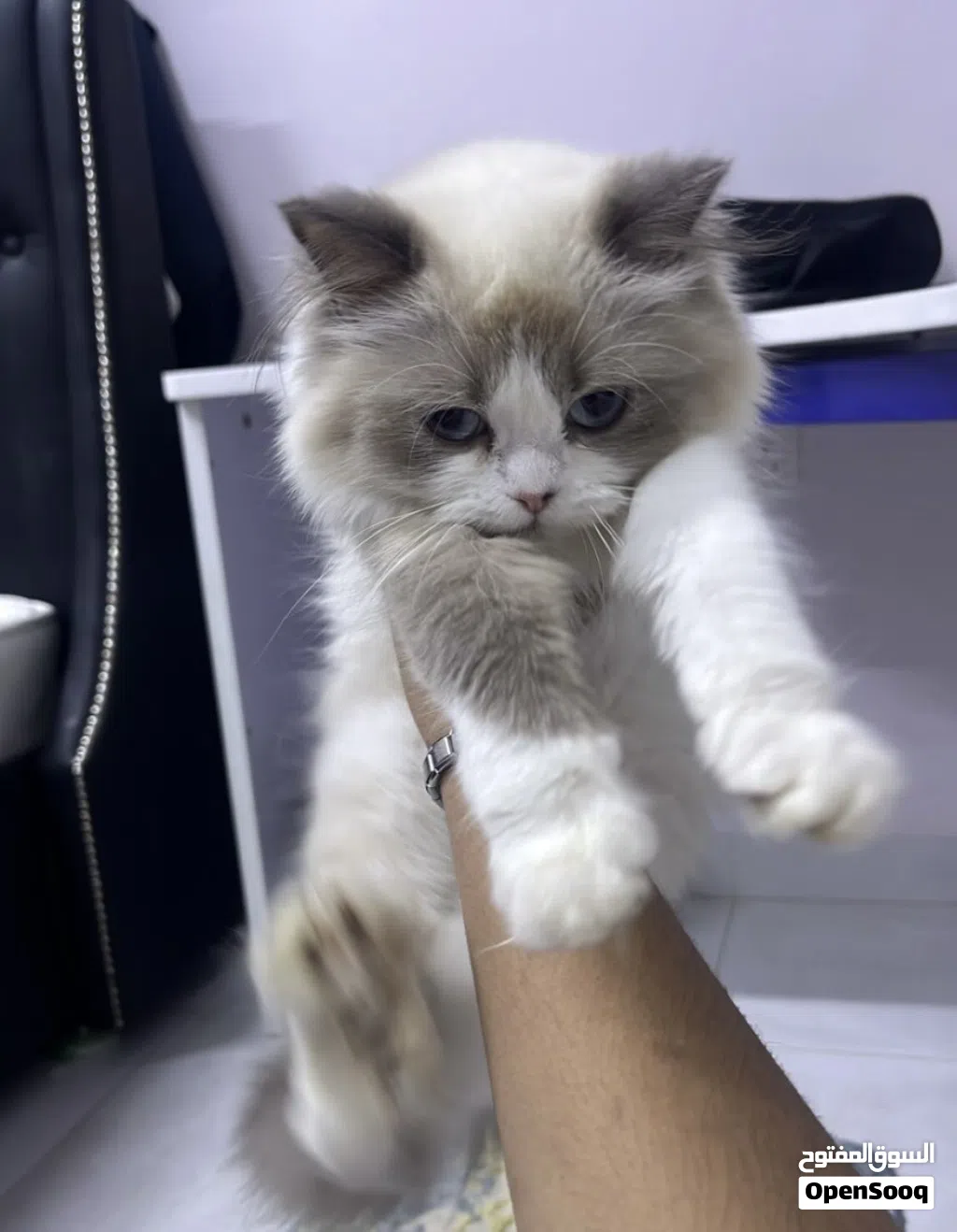 قطة شيرازي
