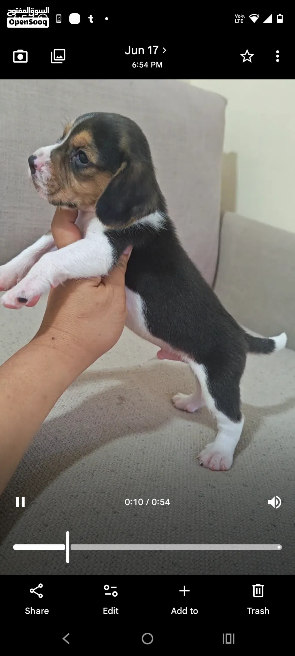 Blue Beagle
