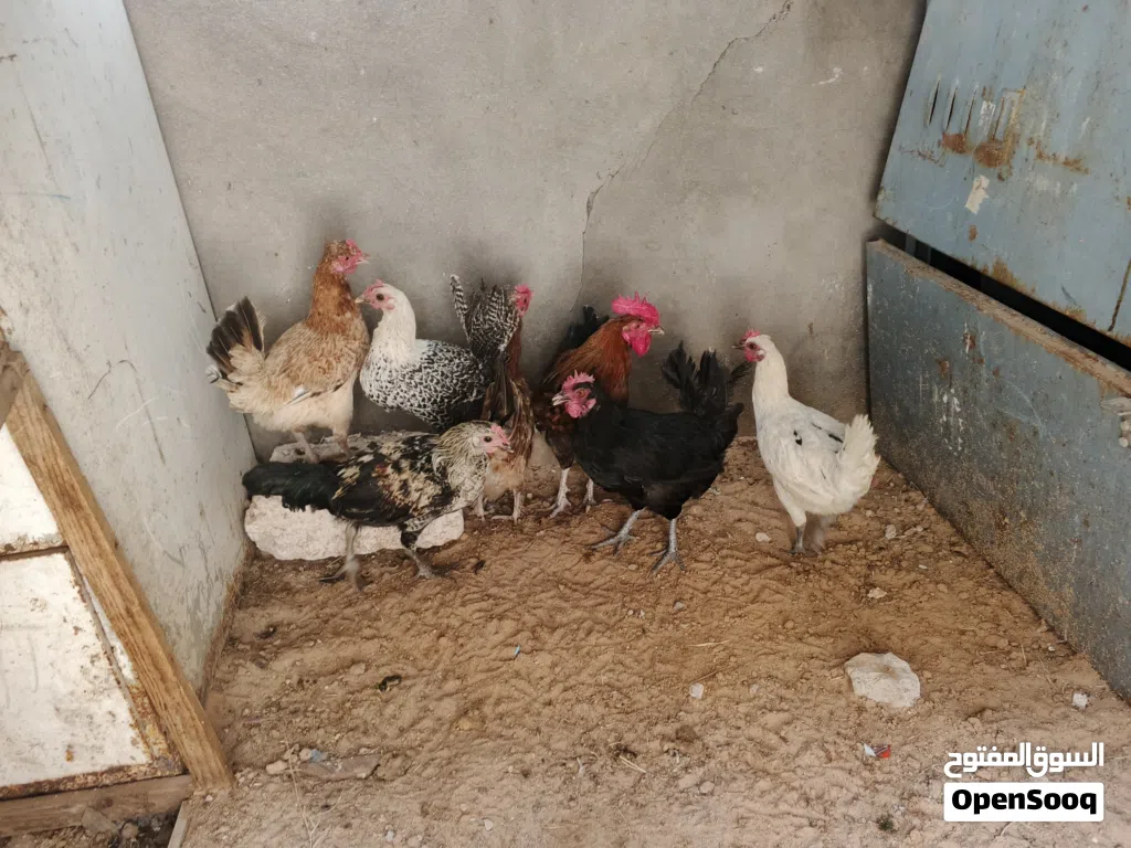 دجاج للبيع