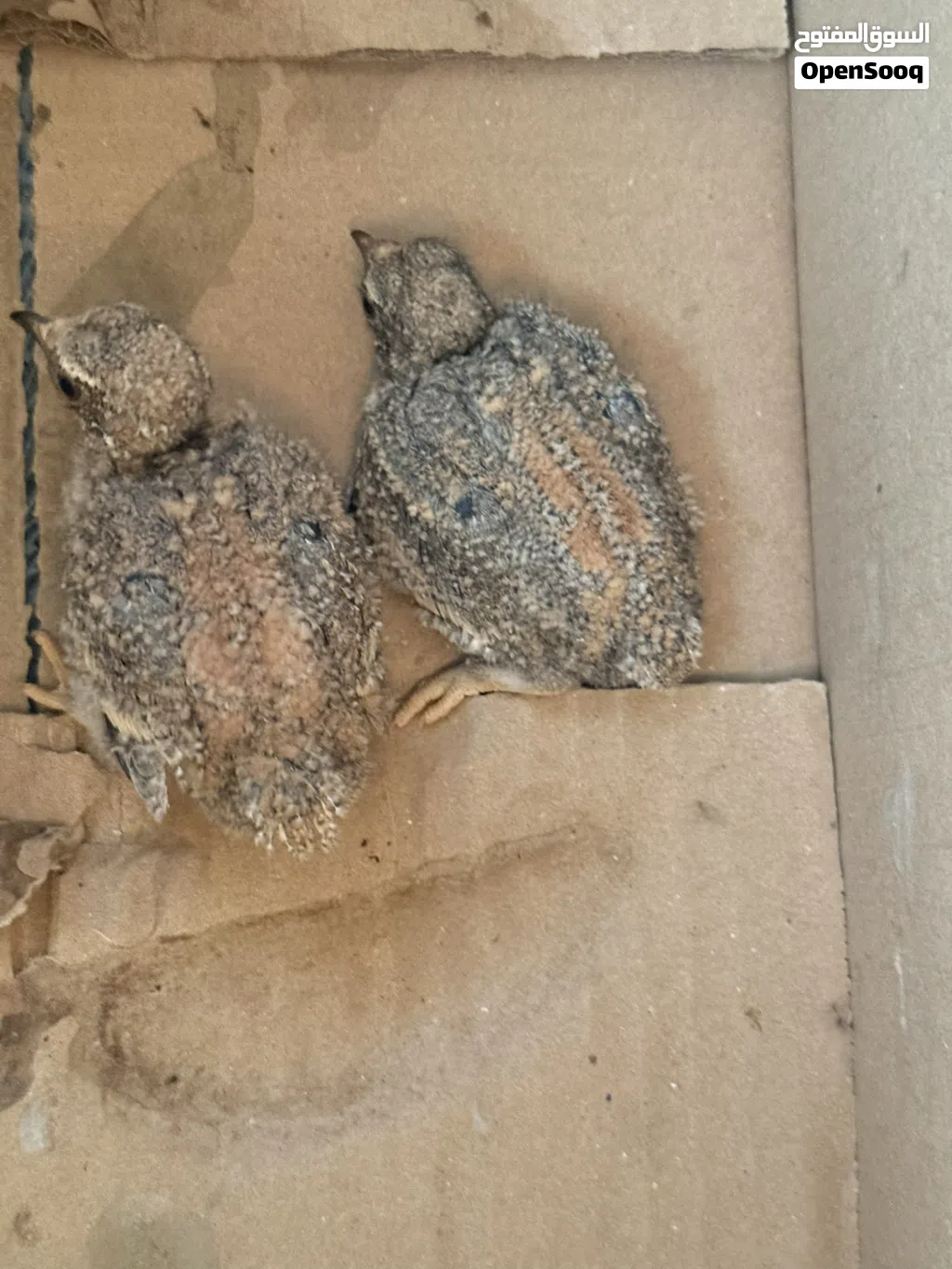 عشوي طيرين بصحه جيده