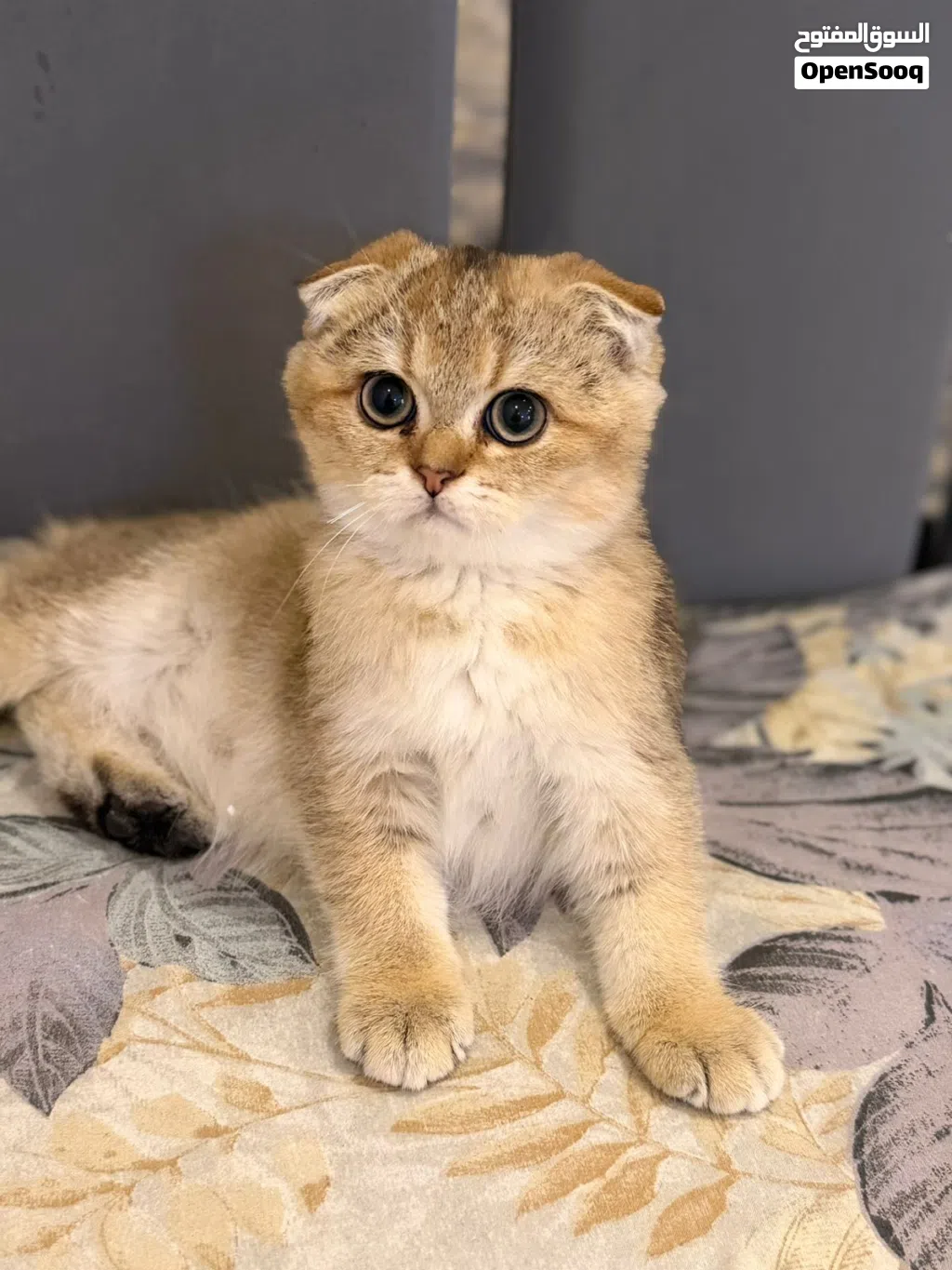 Scottish fold kitten