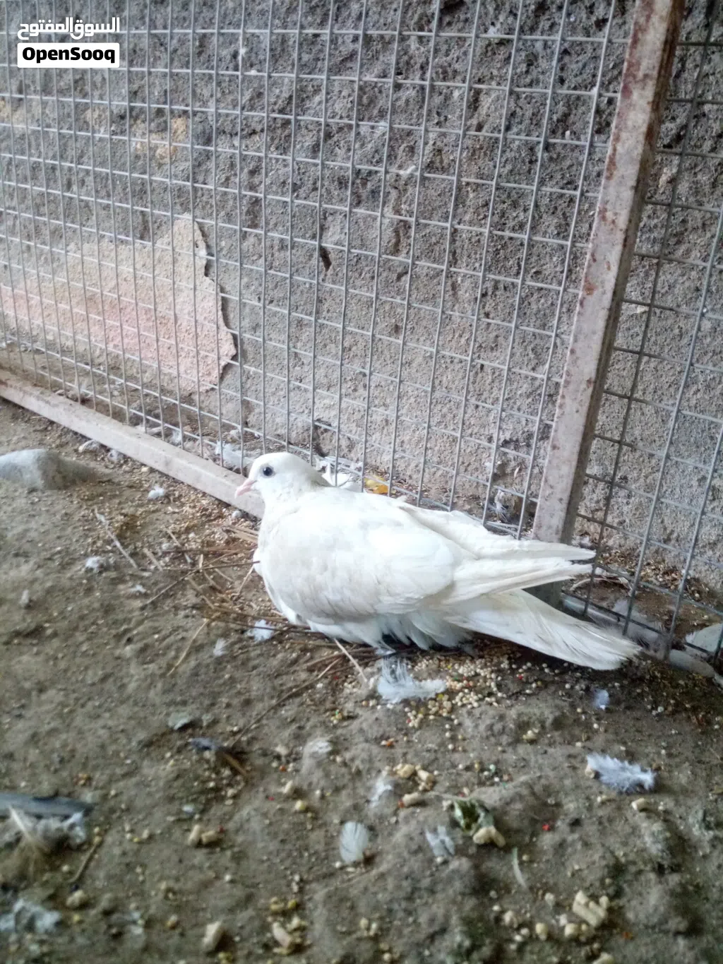 للبيع حمام