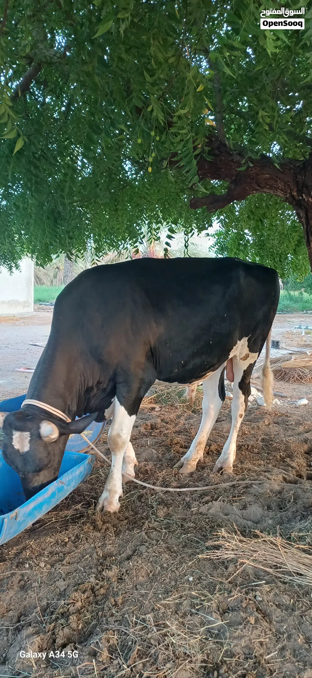 ثور هولندي هولشتاين