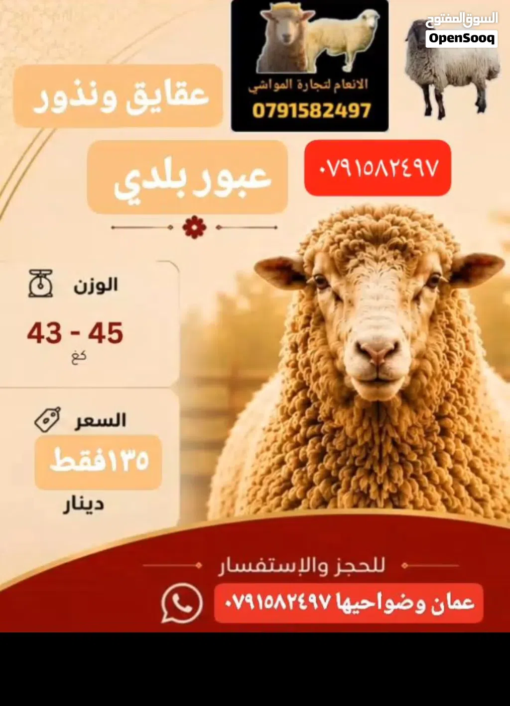عقايق ونذور بلدي