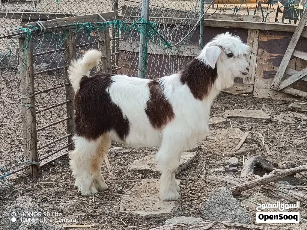 اقوم بشراء جميع انواع المواشي اشتري جمله