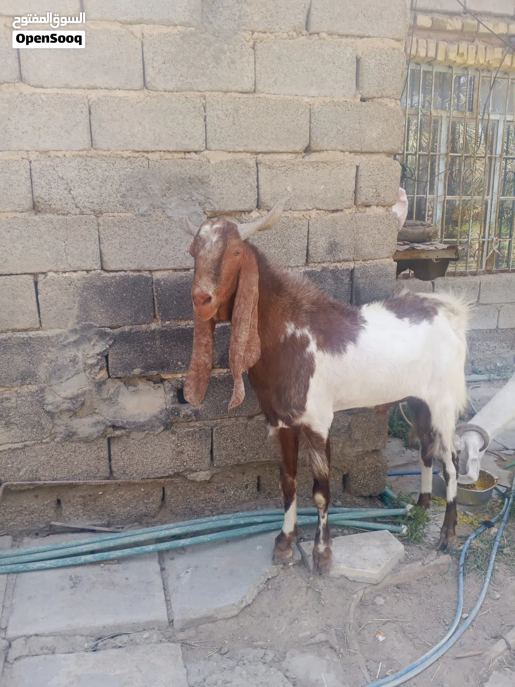 ماعز افغاني