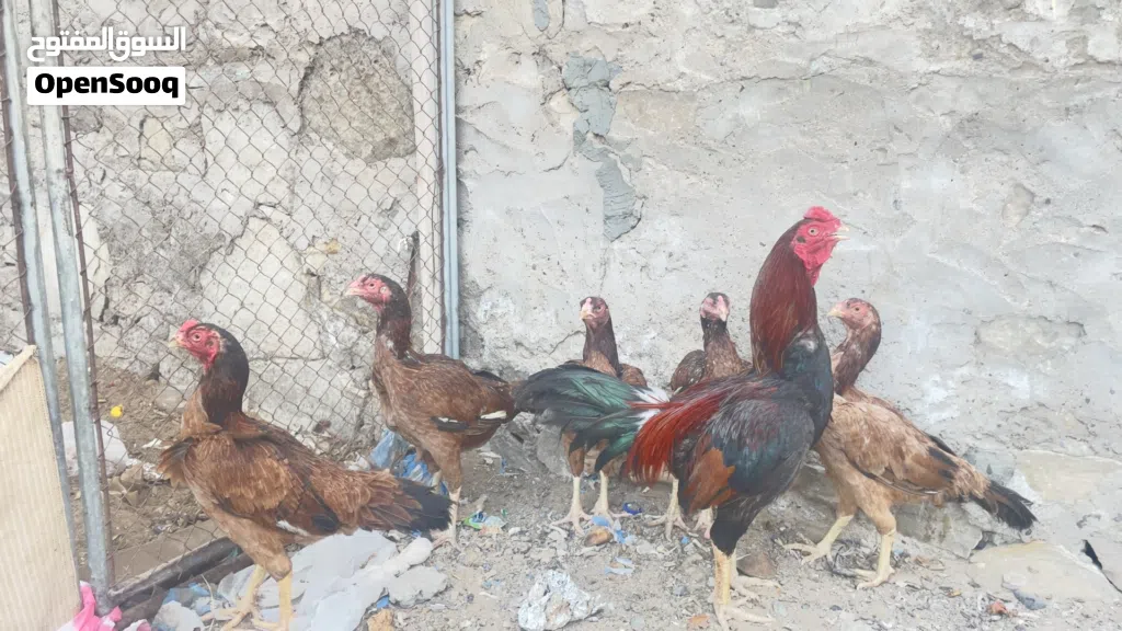 دجاج باكستاني للبيع