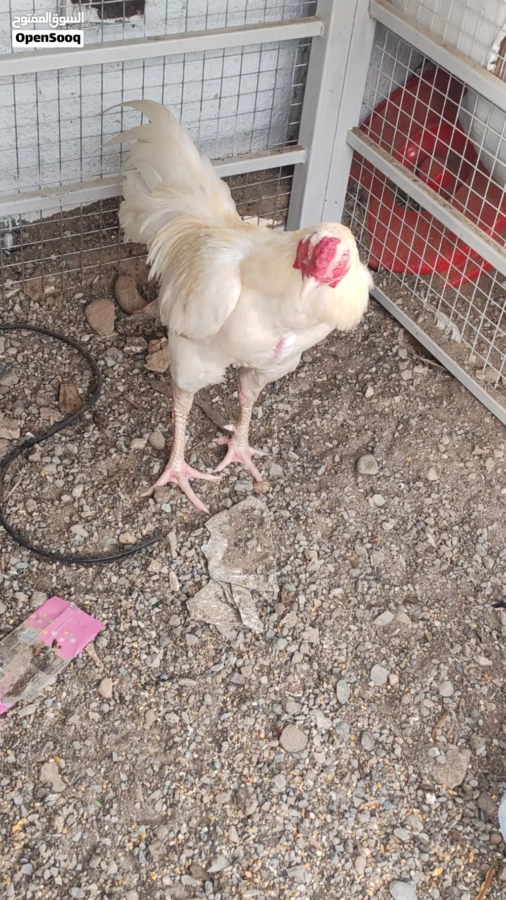 دجاج وديك هيرا باكستاني للبيع
