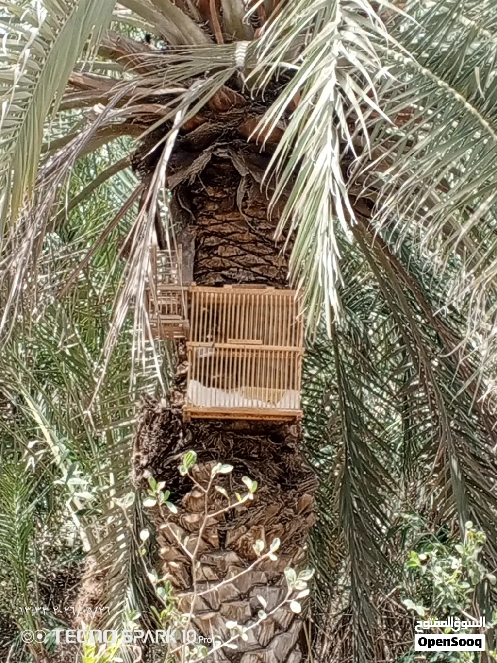 بلبل وحشي تغريد فول