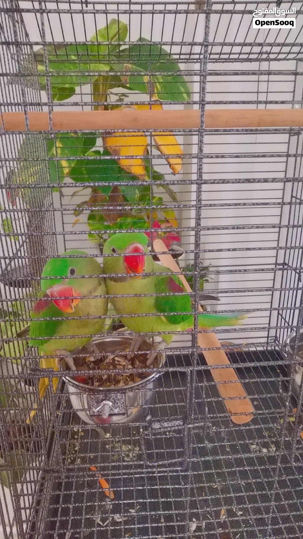 للبيع زوج بغبغاء نيبالي جامبو عمر 4 أشهر