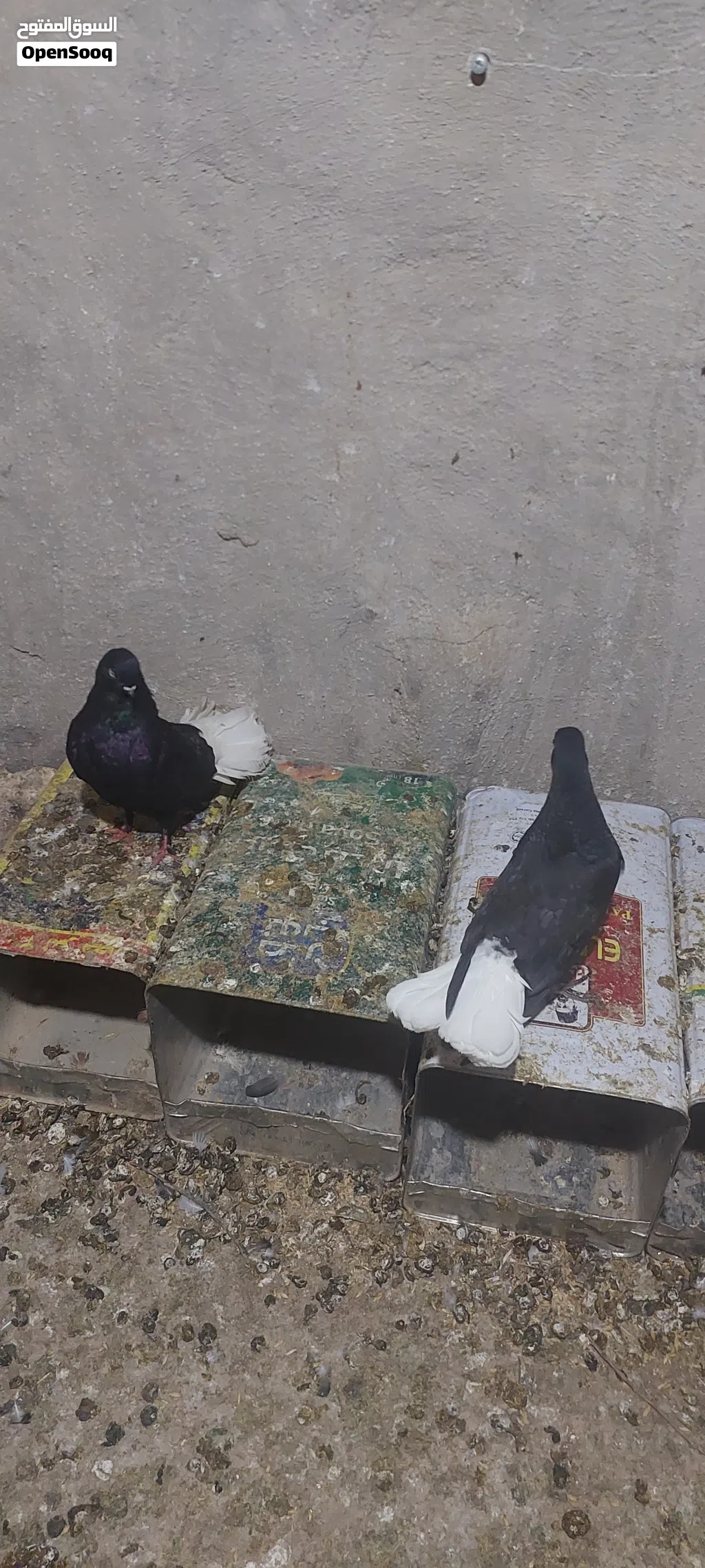 جوز نوري اسود مع جوزين افراخ كبار للبيع اوالبدل على فرنسي جامبو