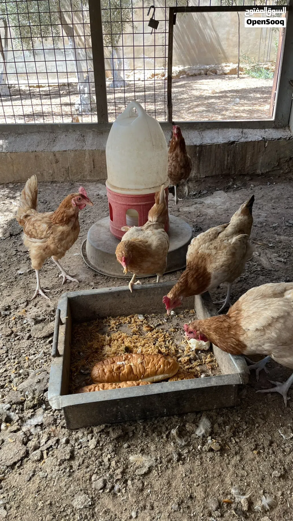 دجاج لوهمان