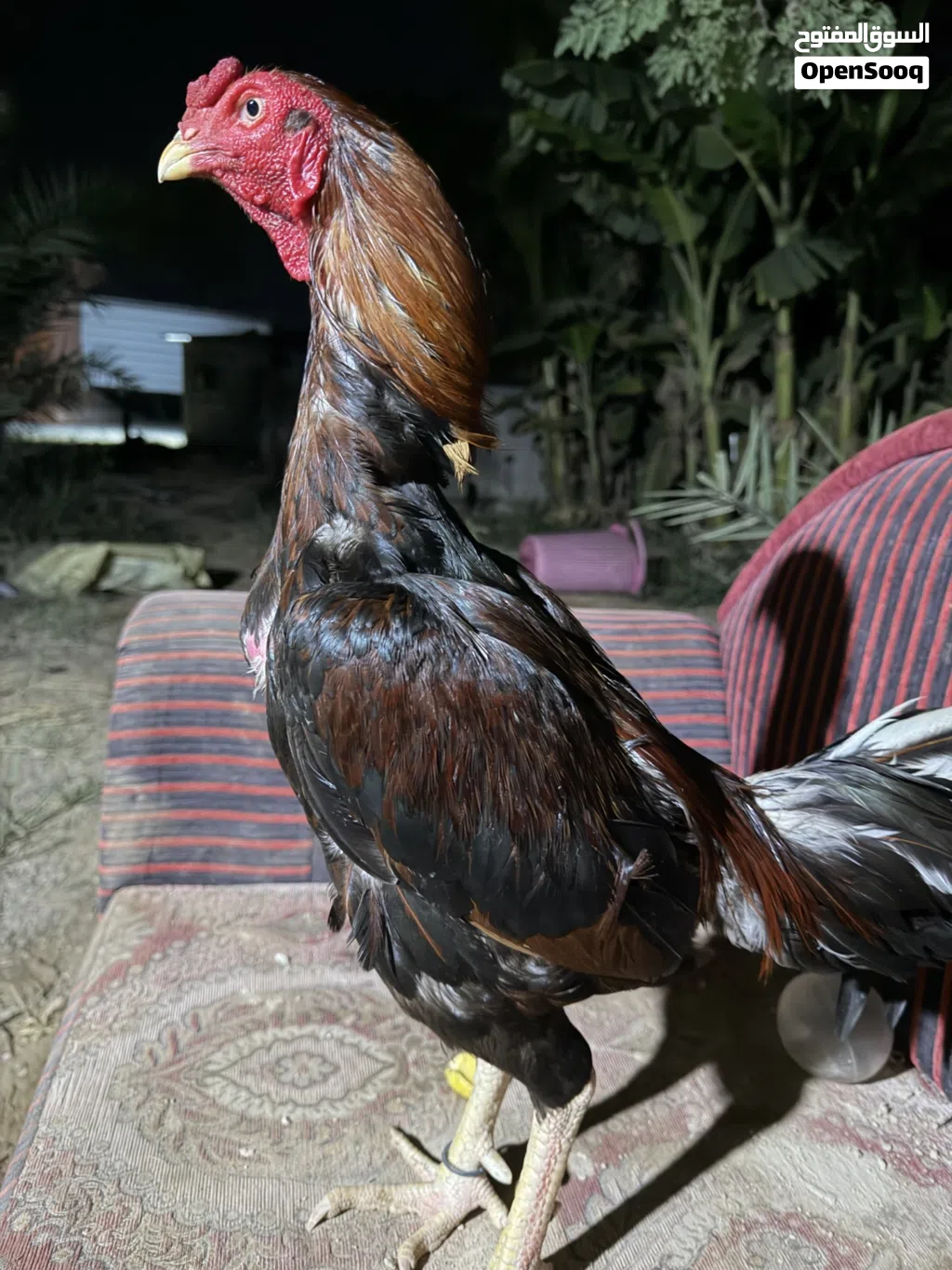 طير للبيع تابع الوصف