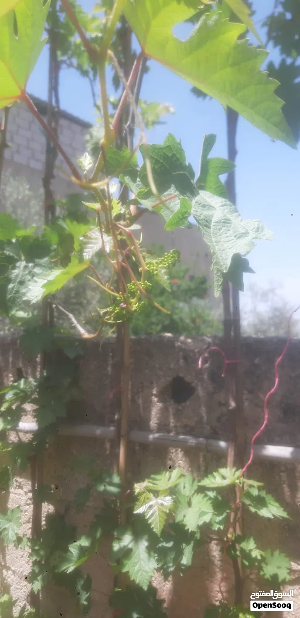 معرشات عنب للبيع في إربد أطوال و احجام كبيره من 2 متر لغاية 4 متر