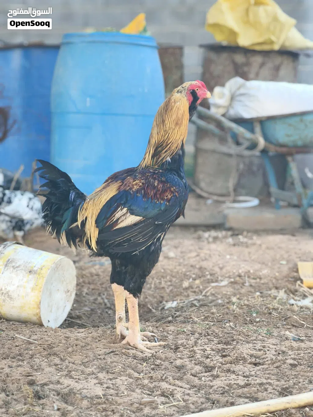 فروج مقاتل ربي يبارك للبيع
