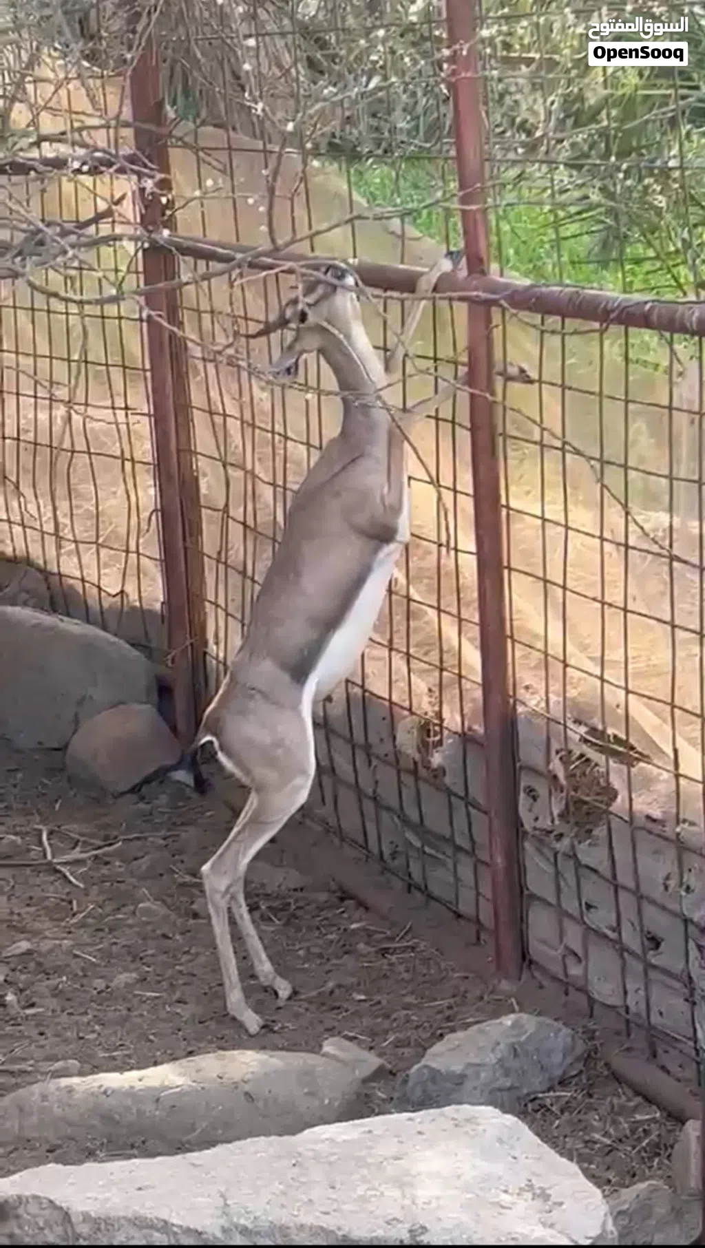 غزال للبيع ذكر